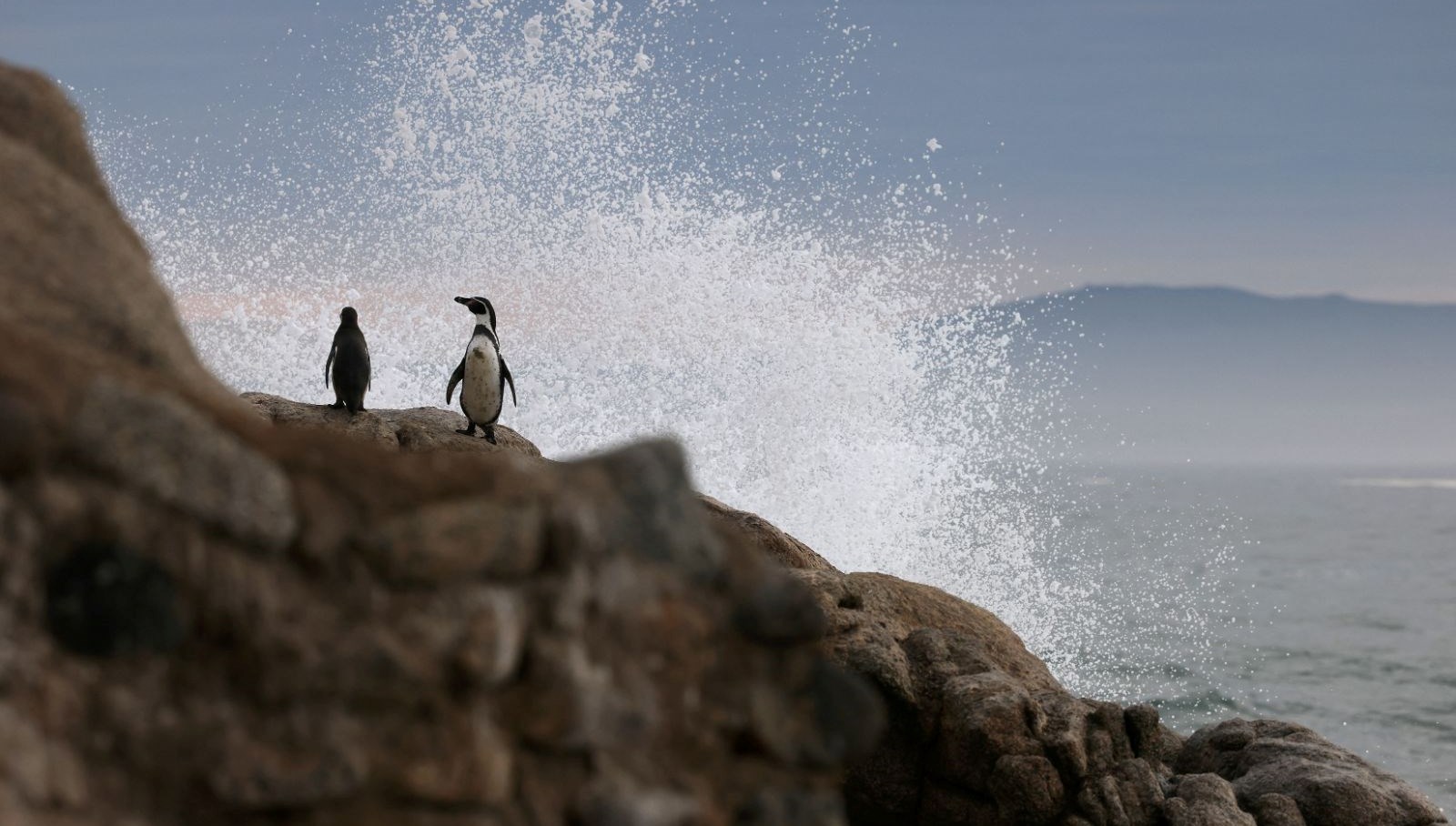 Trump'ın gümrük vergilerine karşı "penguen protesto yürüyüşü" düzenlenecek 71 trumpin gumruk vergilerine karsi penguen protesto yuruyusu duzenlenecek mSK7VXa9