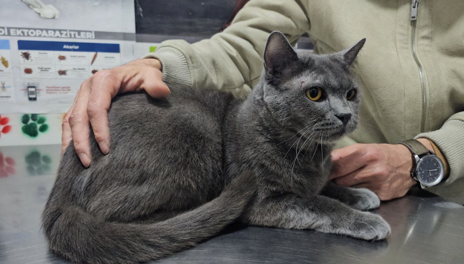 turkiyede birinci olabilir kediye altindan dis yapildi 8k8vf1qp