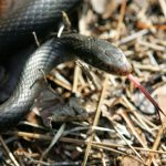 turkiyedeki tek tur zehirli kobra ummanda ortaya cikti Fq8ZewG6