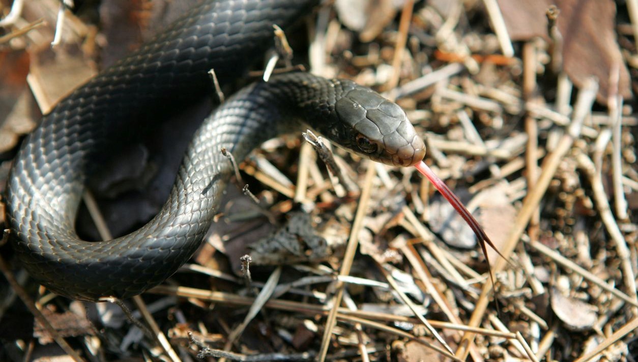 turkiyedeki tek tur zehirli kobra ummanda ortaya cikti Fq8ZewG6
