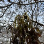 turkiyenin degerli ceviz uretim merkezini zirai don vurdu nC15ZaTB