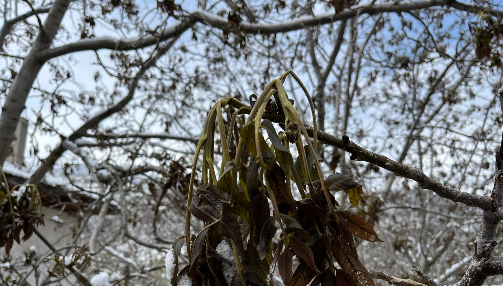 turkiyenin degerli ceviz uretim merkezini zirai don vurdu nC15ZaTB