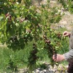 turkiyenin sofralik kayisi uretim merkezi ilcede ziyan yaklasik yuzde 30 RqAxnItC