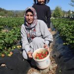 unu turkiye sonlarini asti bereketli hasat basladi 7YyD2kDC