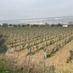 uzum baglarina bahar erken geldi O7HDPLW8