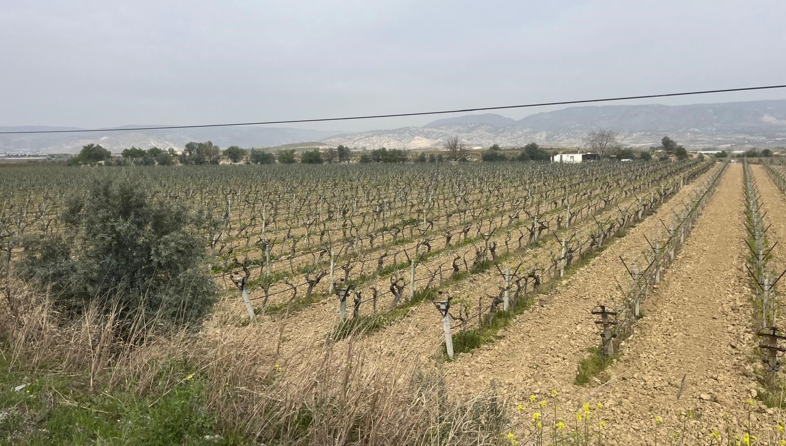 uzum baglarina bahar erken geldi O7HDPLW8