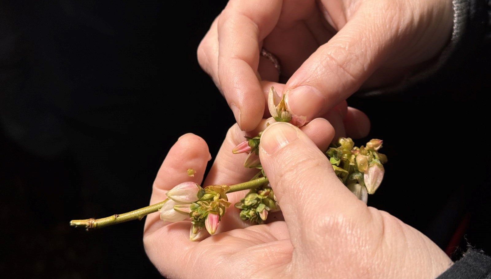 Valilikten zirai don uyarısı 71 valilikten zirai don uyarisi s7ZVH5KX