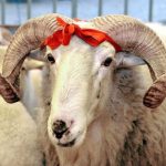 vekaletle kurban kesim bedeli aciklandi Rc8JeGEC