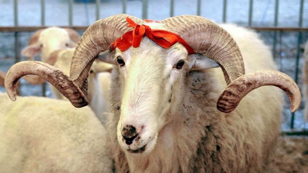 vekaletle kurban kesim bedeli aciklandi Rc8JeGEC