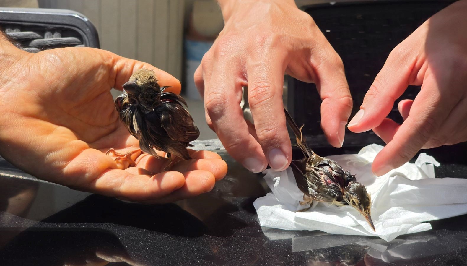 Yapıştırıcıyla vefat tuzağı: ''Bu zalimliktir'' 71 yapistiriciyla vefat tuzagi bu zalimliktir vlCKY4bs