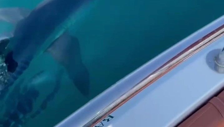 yavru kopek baligi teknesine saldirdi akdenizde boylesini hic gormemistim SONLsnhU