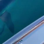 yavru kopek baligi tekneye saldirdi akdenizde boylesini hic gormemistim el3hnSiu