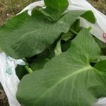 yilan otu olarak da biliniyor mevte meydan okuyup topluyorlar hastaliklarin sifasi bitki GStJxwEe