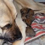 yurek isitan anlar kangal kopegi annesiz kalan tavsanlari emzirdi iieYlYaq