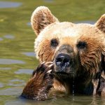 yuzunu yiyen ayidan meyyit taklidiyle kurtuldu uW3lSvfL