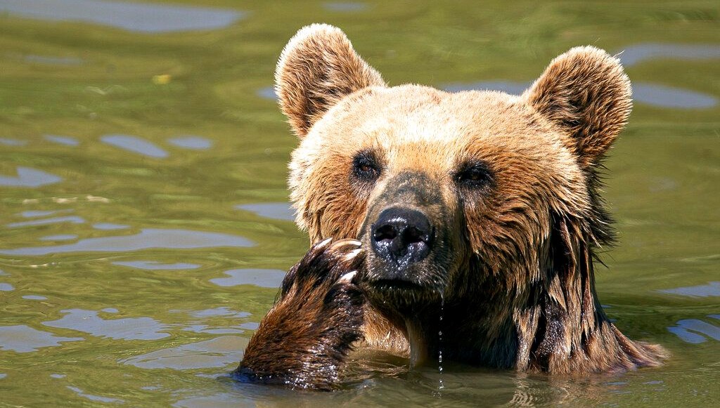 yuzunu yiyen ayidan meyyit taklidiyle kurtuldu uW3lSvfL