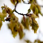 zirai don felaketi icin meclis arastirma kurulu kuruldu UrDDbBBF