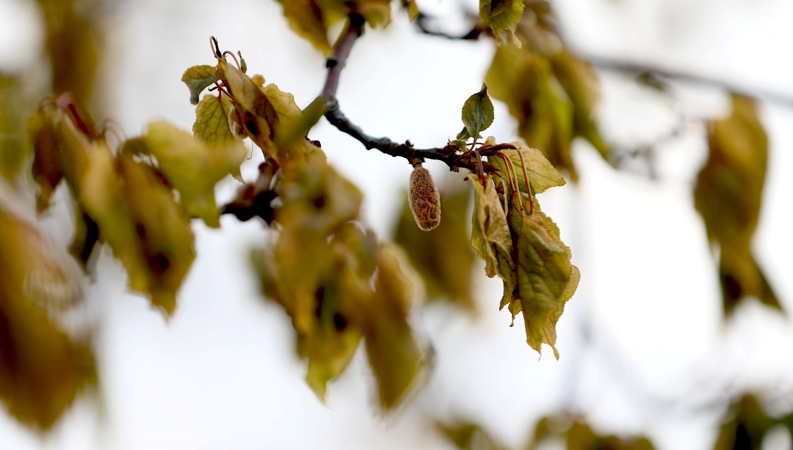 Zirai don felaketi için Meclis Araştırma Kurulu kuruldu 71 zirai don felaketi icin meclis arastirma kurulu kuruldu UrDDbBBF