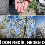 zirai don haritasi zirai don nedir neden kac derecede olur BOaYQ2c2