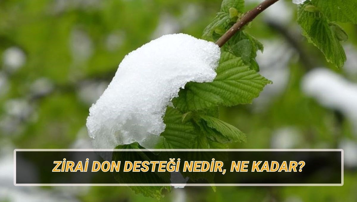 Zirai don takviyesi ne kadar, koşulları neler? Zirai don vuran vilayetler hangileri? 71 zirai don takviyesi ne kadar kosullari neler zirai don vuran vilayetler hangileri 57iRlXml