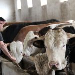 1 ton 150 kilogram tartisinda pasa 380 bin tlye alicisini bekliyor p7vPStmI