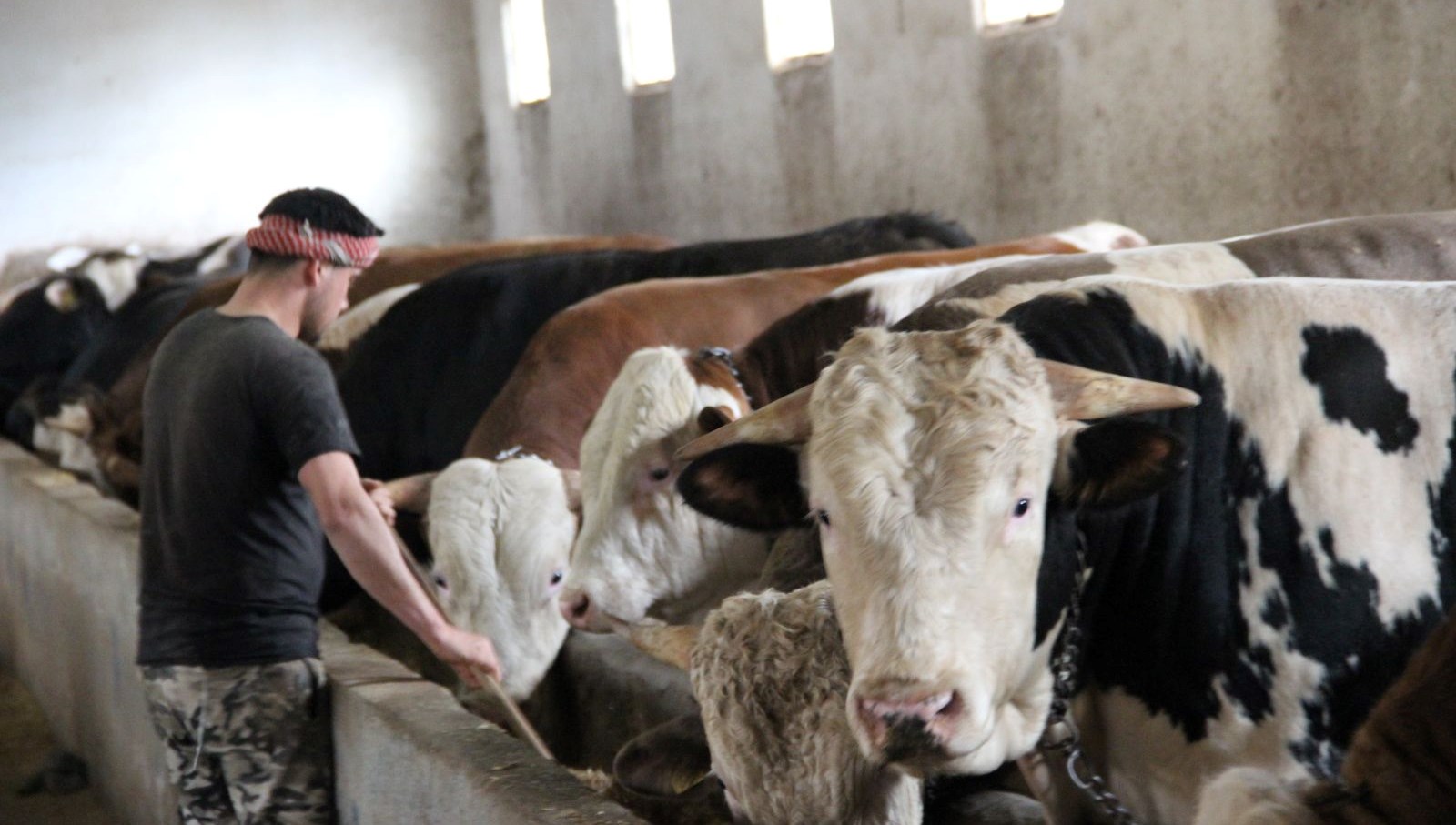 1 ton 150 kilogram tartısında: "Paşa" 380 bin TL'ye alıcısını bekliyor 71 1 ton 150 kilogram tartisinda pasa 380 bin tlye alicisini bekliyor p7vPStmI