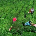 2025 cay bedeli ne kadar bakanlik yas cay alim fiyatini acikladi taegrc76