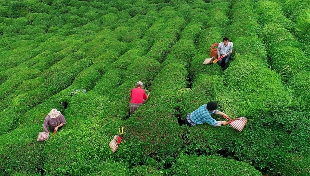 2025 çay bedeli ne kadar? Bakanlık yaş çay alım fiyatını açıkladı 71 2025 cay bedeli ne kadar bakanlik yas cay alim fiyatini acikladi taegrc76