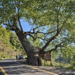 330 yillik cinar agaci 2 devlet 15 padisah 12 cumhurbaskani gordu dcWVtqN6