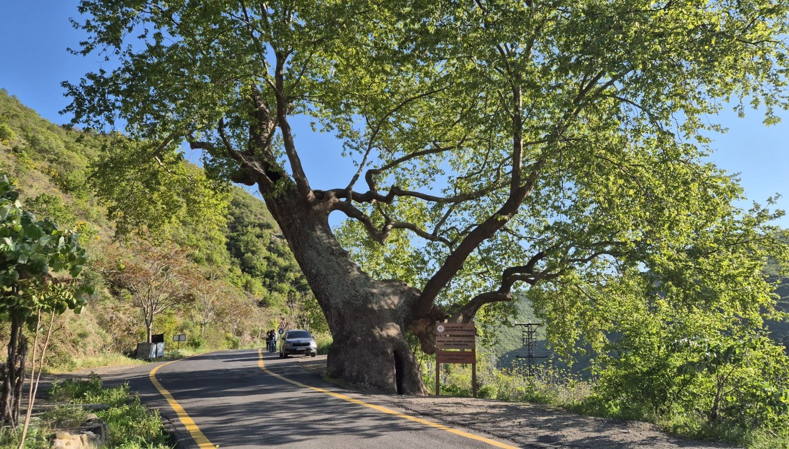 330 yillik cinar agaci 2 devlet 15 padisah 12 cumhurbaskani gordu dcWVtqN6