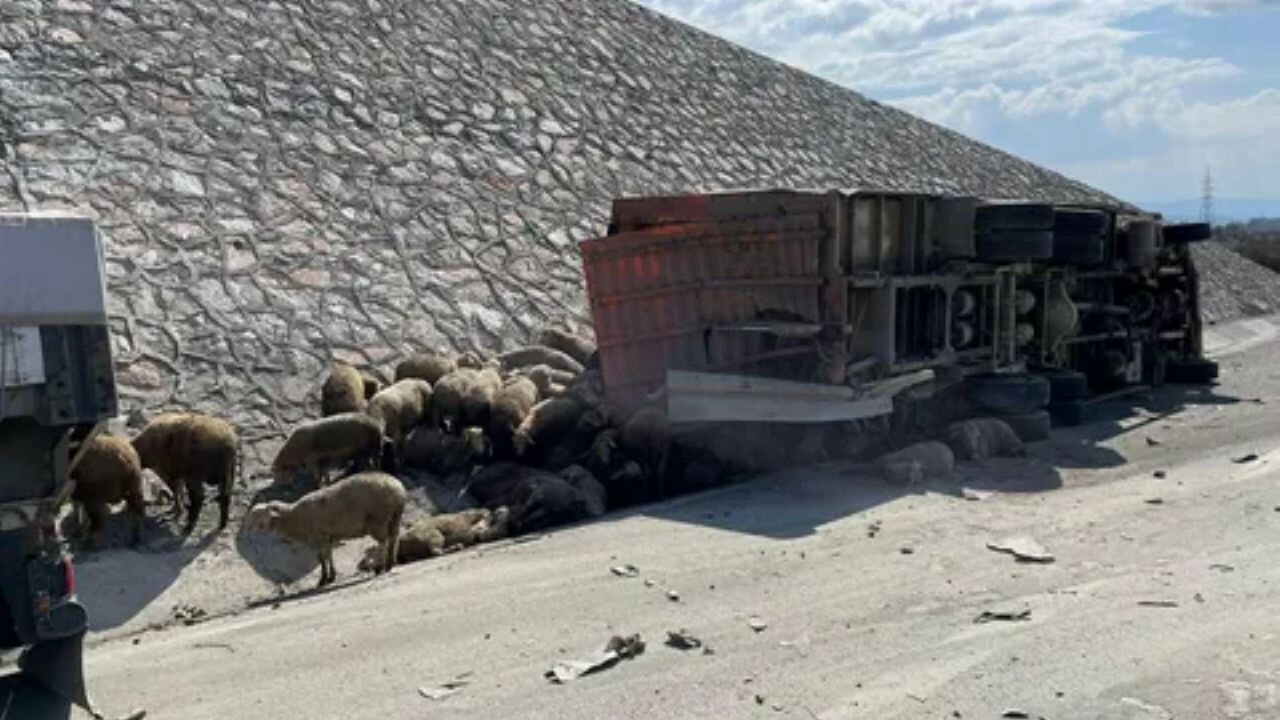 afyonkarahisarda dehset hayvan tasiyan kamyon devrildi FOvHkSCD
