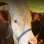 akika kurban nedir akika kurban ne vakit kesilir 4fGm8wWs