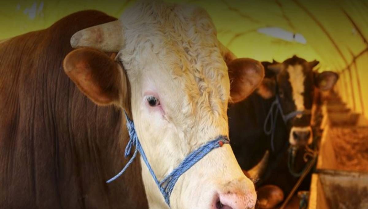 Akika kurban nedir? Akika kurban ne vakit kesilir? 71 akika kurban nedir akika kurban ne vakit kesilir 4fGm8wWs