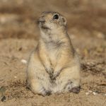 anadolu gelengisi karamanda goruntulendi dyRSqBau