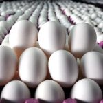 bakanliktan yumurta ihracatinda muafiyet duzenlemesi gvD9rdAQ