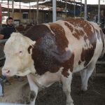 bin 400 kiloluk tosun fiyati 420 bin tl R1NtUV1H