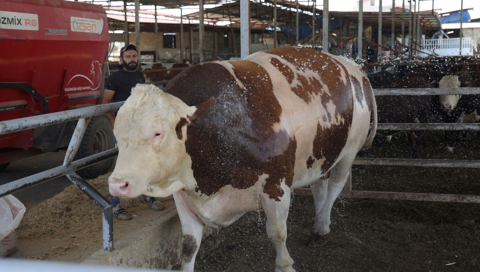 bin 400 kiloluk tosun fiyati 420 bin tl R1NtUV1H