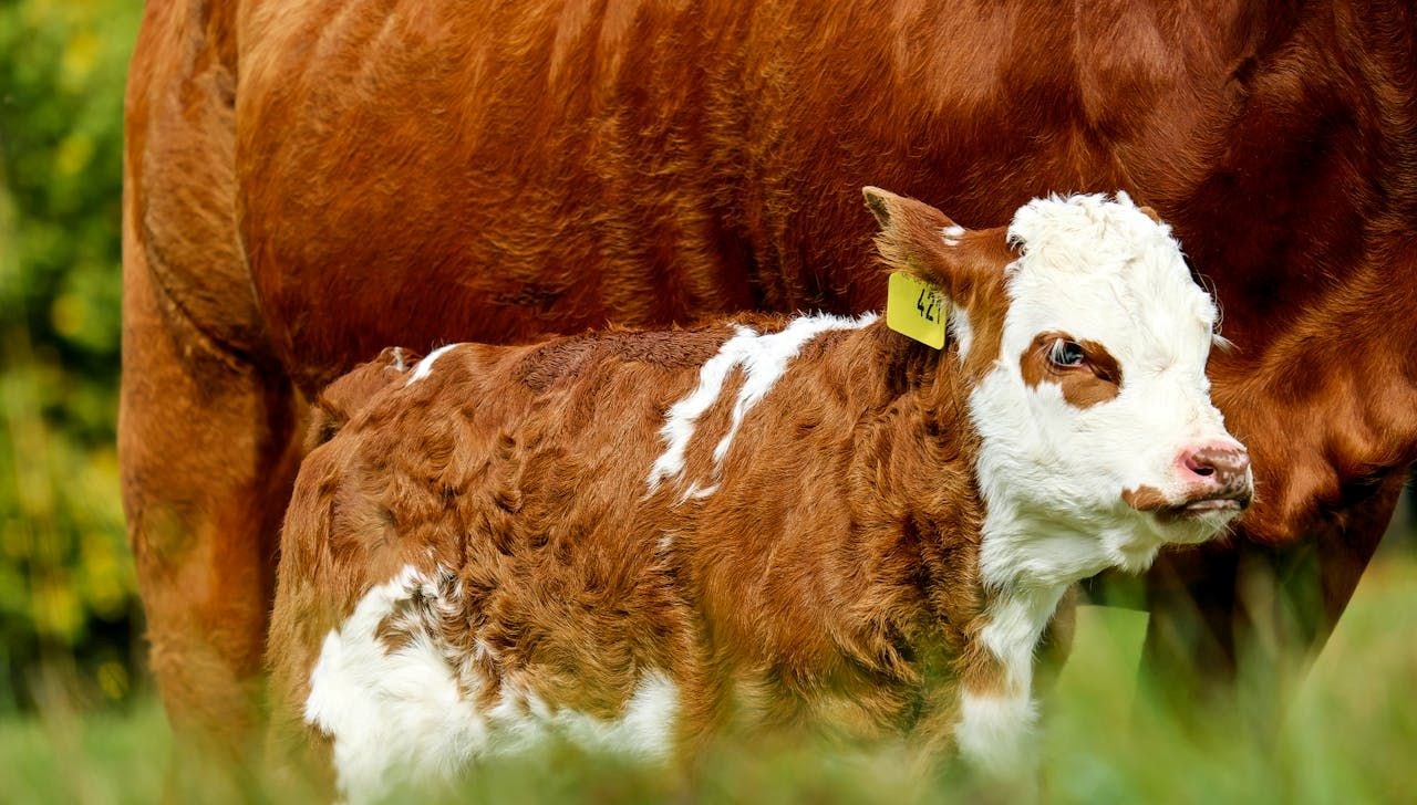 buzagi desteklemeleri ne vakit yatacak 2 devir buzagi takviyesi muracaat tarihi buzagi yardimi kurallari NnQW4UP7