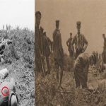 canakkale savaslarinda dikkat ceken rapor koku dayanilmazdi rKVXEYm6