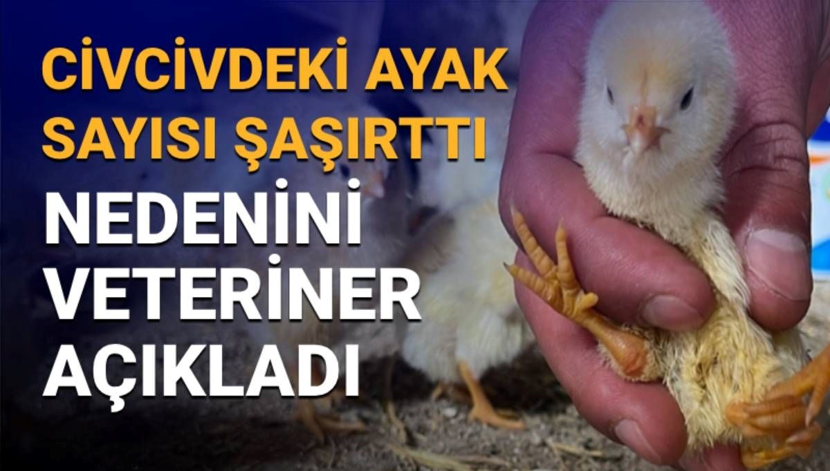 Çankırı'daki manzara şaşırtmıştı: 4 ayaklı civciv nasıl olur? Sebebini veteriner açıkladı 71 cankiridaki manzara sasirtmisti 4 ayakli civciv nasil olur sebebini veteriner acikladi bIp3VqQ4