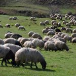 ciftcilere 18 bin tl takviye odemesi yapilacak hayvanciliga dayanak projesi 2025 muracaat sonuclari sorgulama g3zcUCd3