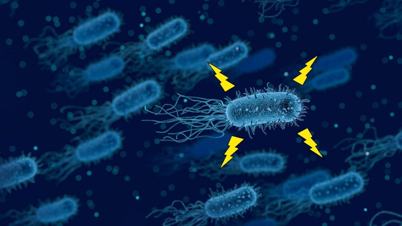 elektrik ileten yeni bir bakteri turu kesfedildi AK7JyrXN