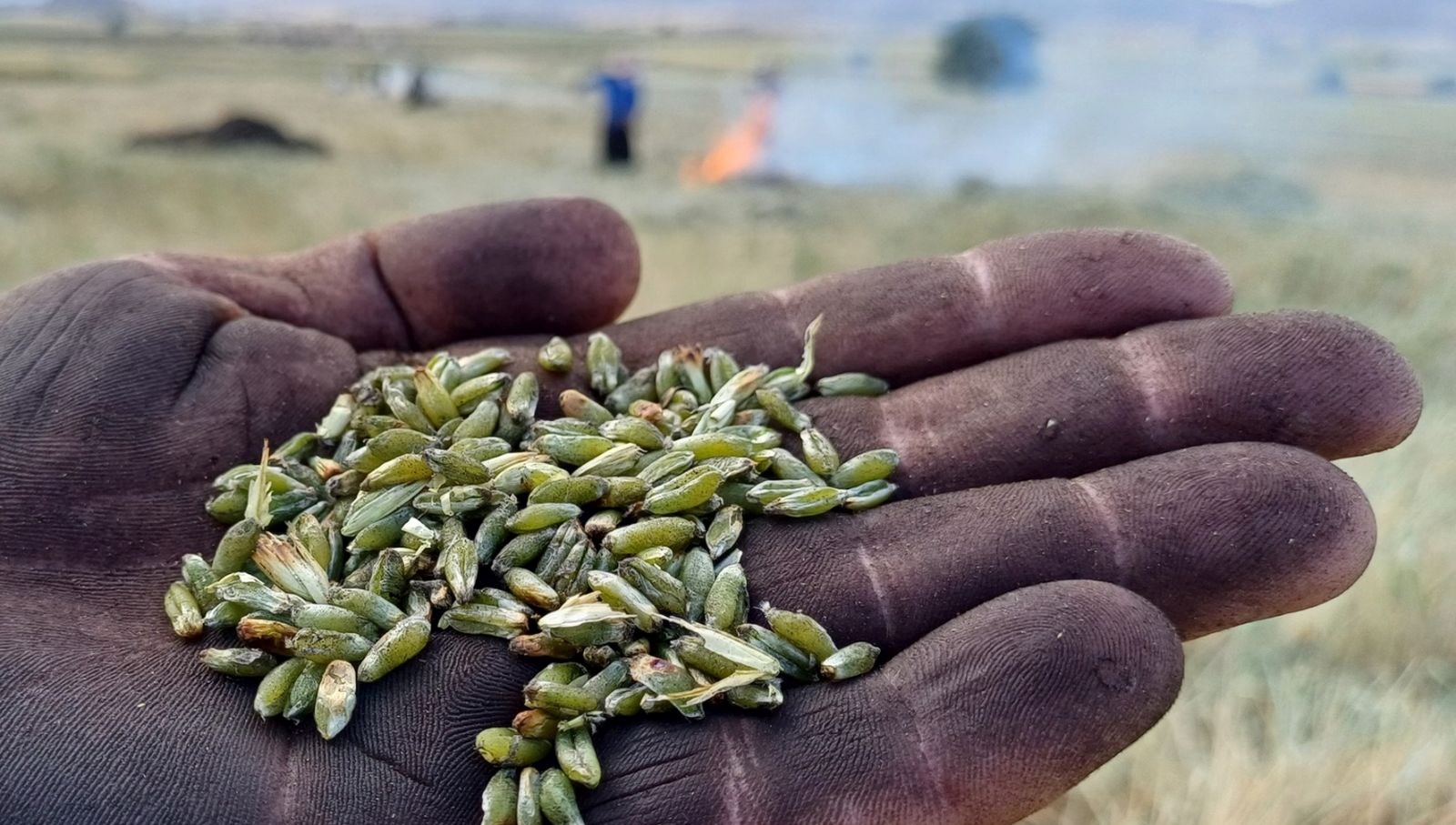 Firik dönemi başladı: Tadını damakta bırakıyor 71 firik donemi basladi tadini damakta birakiyor 4f8YgCl7