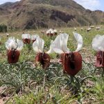 halk ortasinda kurt kulagi deniliyor her yil erzurumda aciyor 7rmAiqB7