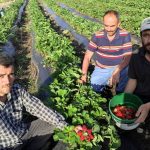 hasat basladi 18 yil evvel deneme emelli ekilmisti artik bircok ailenin gecim kaynagi 9Me82YOX