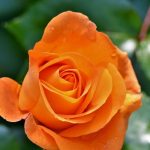 hidirellez gul agaci rituelinin detaylari gul agaci yoksa ne yapilir lHRMKk81