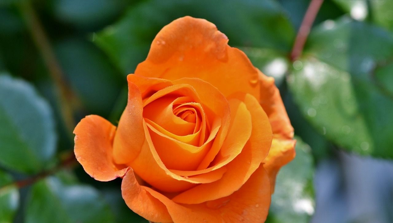 Hıdırellez gül ağacı ritüelinin detayları: Gül ağacı yoksa ne yapılır? 69 hidirellez gul agaci rituelinin detaylari gul agaci yoksa ne yapilir lHRMKk81