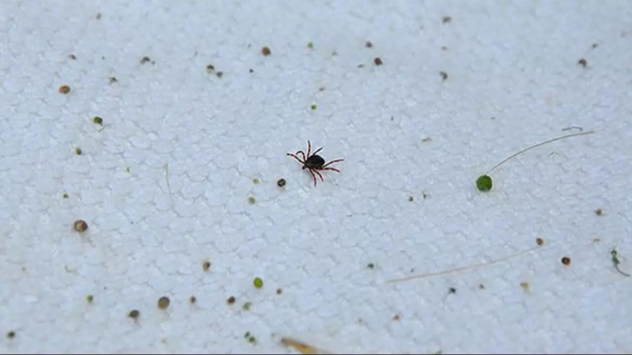 kene kabusu geri dondu 8 kisiden biri hayatini kaybetti sAIeZeDi