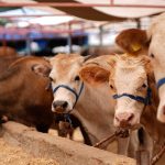 kizilay kurban vekalet fiyatlarini acikladi 72PAD1XZ