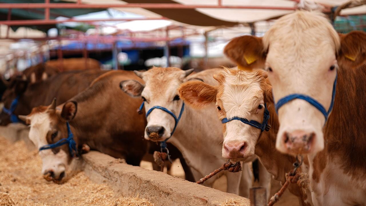 kizilay kurban vekalet fiyatlarini acikladi 72PAD1XZ